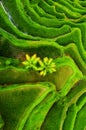 Aerial view of rice terraces. Agricultural landscape from the air. Rice terraces in the summer. Bali, Indonesia. Royalty Free Stock Photo