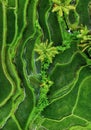 Aerial view of rice terraces. Agricultural landscape from the air. Rice terraces in the summer. Bali, Indonesia. Royalty Free Stock Photo