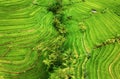 Aerial view of rice terraces. Agricultural landscape from the air. Rice terraces in the summer. UNESCO World Heritage - Jatiluwih