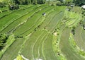 Aerial view on rice terraces, Bali, Indonesia Royalty Free Stock Photo