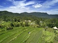 Aerial view on rice terraces, Bali, Indonesia Royalty Free Stock Photo