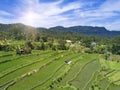 Aerial view on rice terraces, Bali, Indonesia Royalty Free Stock Photo