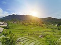 Aerial view on rice terraces, Bali, Indonesia Royalty Free Stock Photo