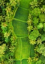 Aerial view of rice terraces. Landscape with drone. Agricultural landscape from the air. Rice terraces in the summer. Bali, Indone Royalty Free Stock Photo