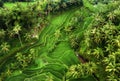 Aerial view of rice terraces. Landscape from drone. Agricultural landscape from the air. Rice terraces in the summer. Bali, Indone Royalty Free Stock Photo