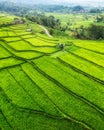 An aerial view of the rice terraces. Landscape from a drone. Agricultural landscape from the air. Rice terraces in summer. Bali. I Royalty Free Stock Photo