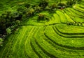 Aerial view of rice terraces. Landscape with drone. Agricultural landscape from the air. Rice terraces in the summer. Jatiluwih ri Royalty Free Stock Photo