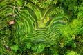 Aerial view on the rice terraces. Landscape with drone. Agricultural landscape from the air. Rice terraces in the summer. Bali, In Royalty Free Stock Photo