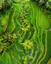 Aerial view on the rice terraces. Landscape with drone. Agricultural landscape from the air. Rice terraces in the summer. Bali, In Royalty Free Stock Photo