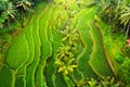 An aerial view of the rice terraces. Landscape from a drone. Agricultural landscape from the air. Rice terraces in summer. Bali. I Royalty Free Stock Photo