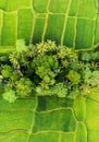 Aerial view of rice terraces. Landscape with drone. Agricultural landscape from the air. Rice terraces in the summer. Bali, Indone Royalty Free Stock Photo