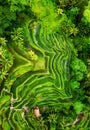 Aerial view of rice terraces. Landscape with drone. Agricultural landscape from the air. Rice terraces in the summer. Jatiluwih ri Royalty Free Stock Photo