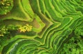 Aerial view of rice terraces. Landscape with drone. Agricultural landscape from the air. Rice terraces in the summer. UNESCO World Royalty Free Stock Photo