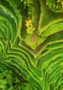 Aerial view of rice terraces. Landscape with drone. Agricultural landscape from the air. Rice terraces in the summer. UNESCO World Royalty Free Stock Photo
