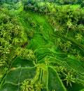 Aerial view of rice terraces. Landscape with drone. Agricultural landscape from the air. Rice terraces in the summer. UNESCO World Royalty Free Stock Photo