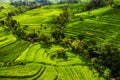 Aerial view of rice terraces. Landscape with drone. Agricultural landscape from the air. Rice terraces in the summer. UNESCO World Royalty Free Stock Photo