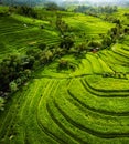 Aerial view of rice terraces. Landscape with drone. Agricultural landscape from the air. Rice terraces in the summer. UNESCO World Royalty Free Stock Photo