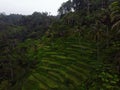 Aerial view of rice terraces with palm trees near Bali Pulina Coffee plantation Tegallalang Ubud Bali Indonesia Royalty Free Stock Photo