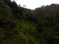 Aerial view of rice terraces with palm trees near Bali Pulina Coffee plantation Tegallalang Ubud Bali Indonesia Royalty Free Stock Photo