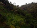 Aerial view of rice terraces with palm trees near Bali Pulina Coffee plantation Tegallalang Ubud Bali Indonesia Royalty Free Stock Photo