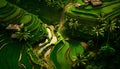 Aerial view of rice terraces in Ubud, Bali, Indonesia