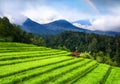 Aerial view of rice terraces and volcanoes. Landscape from drone. Agricultural landscape from the air. Rainbow above mountains. UN