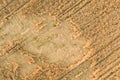 Aerial view of ripe farm field ready for harvesting with fallen down broken by wind wheat heads. Damaged crops and agriculture Royalty Free Stock Photo