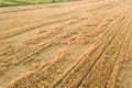 Aerial view of ripe farm field ready for harvesting with fallen down broken by wind wheat heads. Damaged crops and agriculture Royalty Free Stock Photo