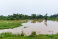 Aerial view river flood forest nature woodland area green tree, Top view river lagoon pond with water flood from above, landscape