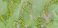 Aerial view of river meander in the lush green vegetation of the delta Top view of the valley of a meandering river among green Royalty Free Stock Photo