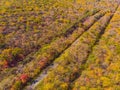 Aerial view of road in beautiful autumn forest at sunset. Beautiful landscape with empty rural road, trees with red and Royalty Free Stock Photo