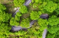 Aerial view on road in the forest. Highway throu the forest. View from a drone. Natural landscape in summer time from air.