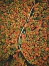 Aerial view of the road in the middle of the colorful autumn forest.  Beautiful oak forest. Royalty Free Stock Photo