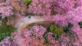 Aerial view road in mountain with pink flower, Mountain winding road with sakura pink flower, Pink cherry blossom tree with road