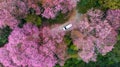 Aerial view road in mountain with pink flower, Mountain winding road with sakura pink flower, Pink cherry blossom tree with road