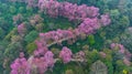 Aerial view road in mountain with pink flower, Mountain winding road with sakura pink flower, Pink cherry blossom tree with road