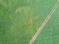 Aerial view road in sugar cane field