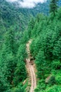 Aerial View of Road Surrounded by Deodar tree in himalayas, sainj valley, kullu, himachal pradesh, india Royalty Free Stock Photo