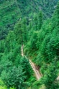 Aerial View of Road Surrounded by Deodar tree in himalayas, sainj valley, kullu, himachal pradesh, india Royalty Free Stock Photo