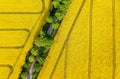 Aerial view of a road throught the rapeseed field