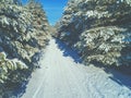 Aerial view of the road in the winter pine forest Royalty Free Stock Photo