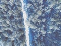 Aerial view of the road in the winter pine forest Royalty Free Stock Photo