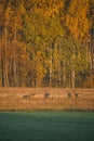 Aerial view: roe deer running into the forest in the field. Beautiful roe deer an autumn evening at sunset Royalty Free Stock Photo