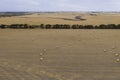 Rolled hay bales in a dry agricultural field in regional Australia Royalty Free Stock Photo