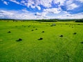 Aerial view of round straw bales in black plastic in green field in rural Finland. Royalty Free Stock Photo