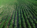 Aerial view of row of cassava tree in field. Growing cassava, young shoots growing. The cassava is the tropical food plant, it is