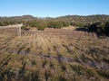 Aerial view of rows of apple trees in an orchard during winter season