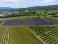 Aerial view on rows of blossoming purple lavender, vineyards, green fiels and Lacoste village in Luberon, Provence, France in July