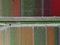 Aerial view of the rows of colorful tulips