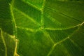 Aerial view at rows of grape vines vineyard South Styria , Austria